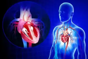 B7-33 Role in Heart Health